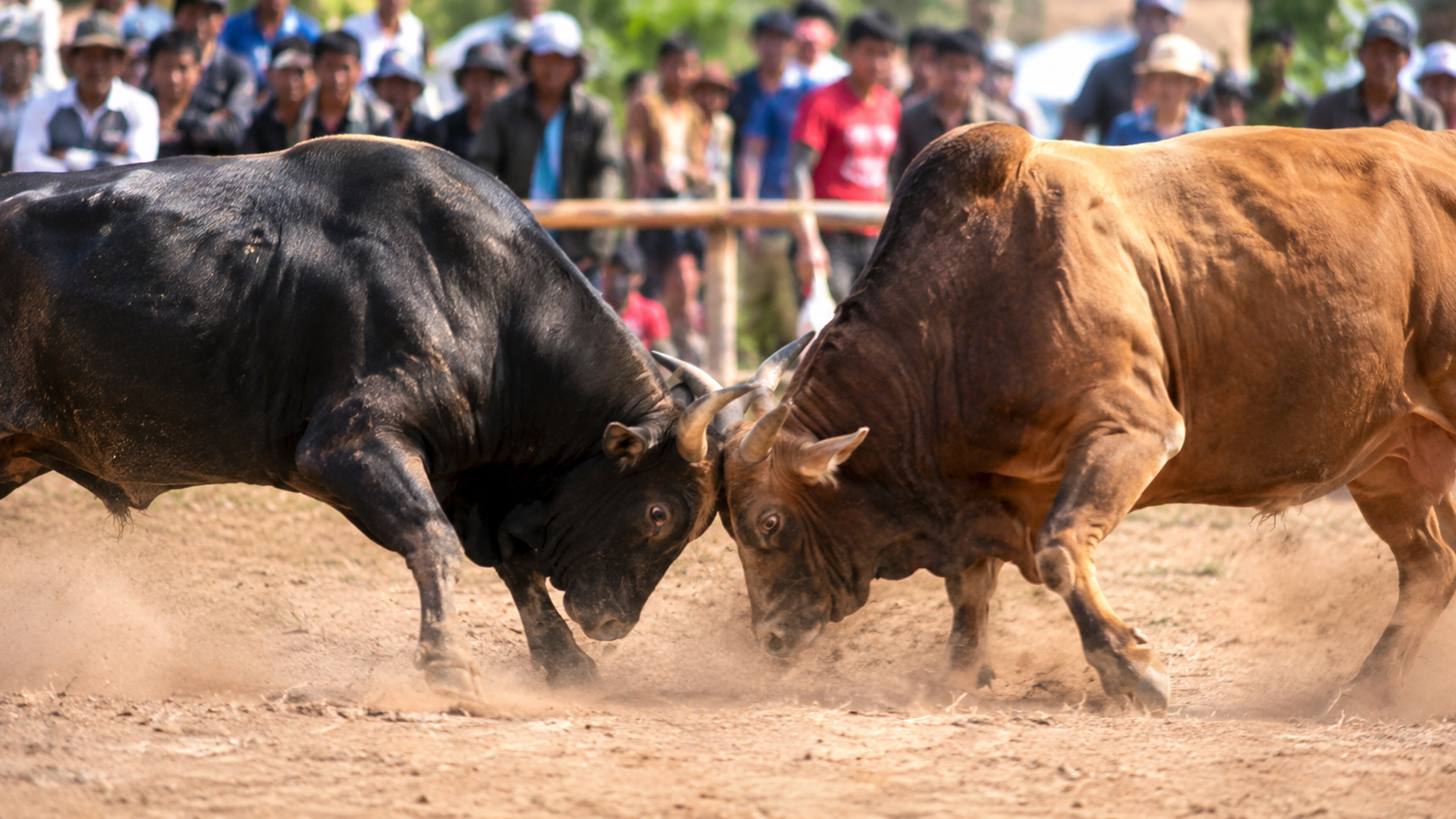 ကျွဲဂိမ်း စလော့: ကစားနည်း၊ အင်္ဂါရပ်၊ ကုန်ကျစရိတ်နှင့် လုံခြုံရေး